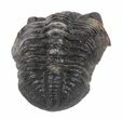 Austerops Trilobite Fossil - Rock Removed #55872-3
